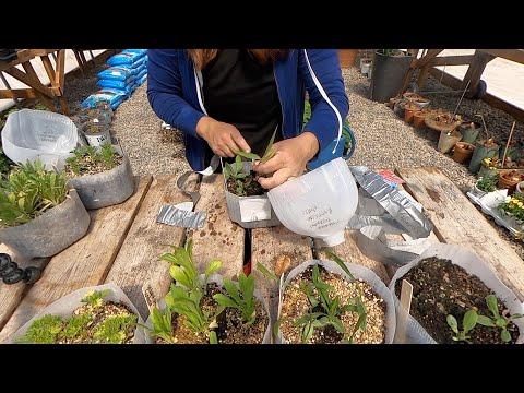 Successes & Failures of Winter Sowing and Overwintering Bulbs in Containers!