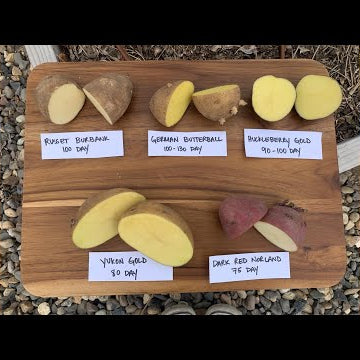 Planting 5 Varieties of Potatoes!