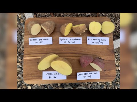 Planting 5 Varieties of Potatoes!