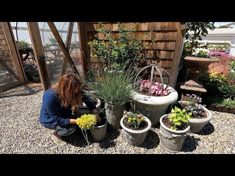 Planting Containers, Dealing with Spider Mites & One Plant Per Pot Project!