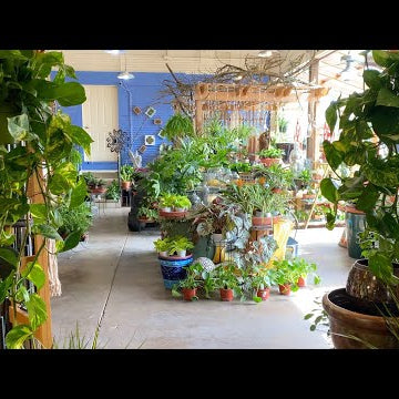 Garden Center Houseplant Tour!