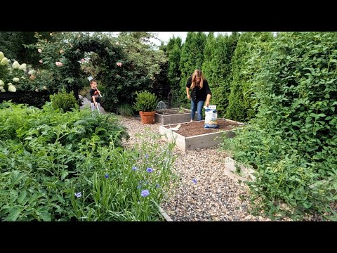 Planting Fall Crops, Cucumber Salad & Harvesting More Potatoes!
