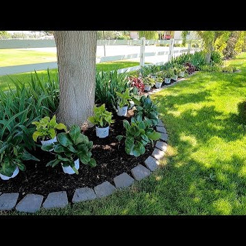 Planting a Shady Border!