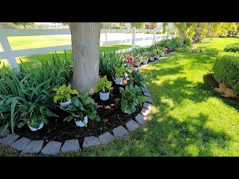 Planting a Shady Border!