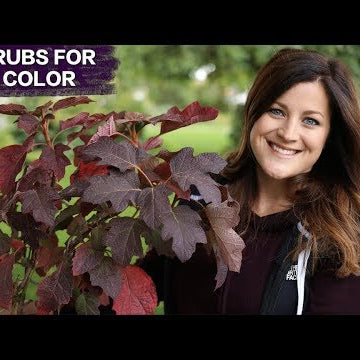 5 Awesome Shrubs for Fall Color