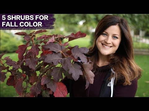 5 Awesome Shrubs for Fall Color