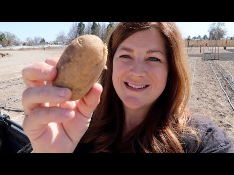 Planting Potatoes & Moving Pots!