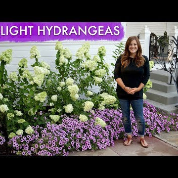 Limelight Hydrangeas // 1 Year Update