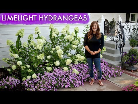 Limelight Hydrangeas // 1 Year Update