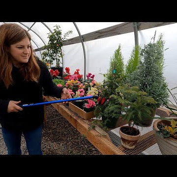 Greenhouse Tidy Up (+ Planting Freesias & Finishing the Dahlias)!