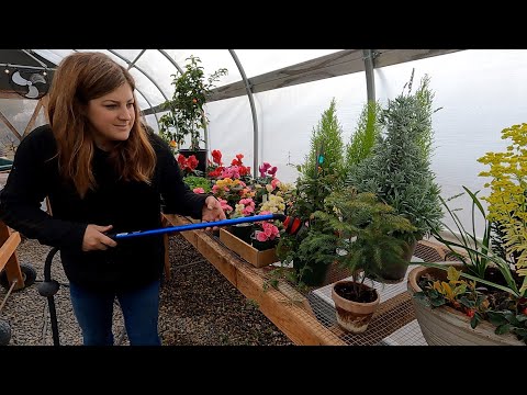 Greenhouse Tidy Up (+ Planting Freesias & Finishing the Dahlias)!