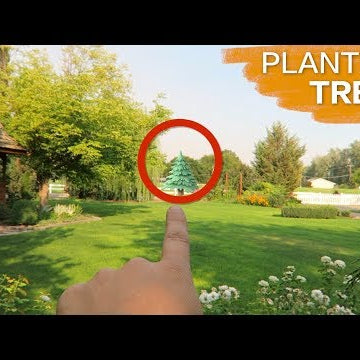 Planting Some Trees!