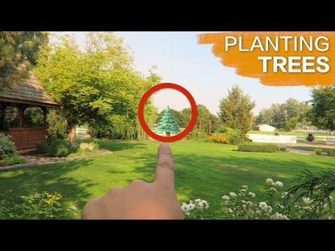 Planting Some Trees!