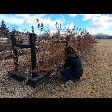 How I Prune Our Raspberries & Blackberries!