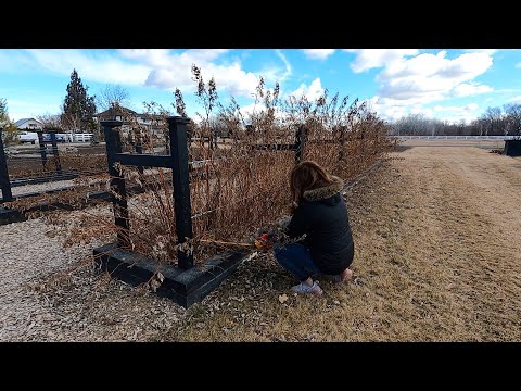 How I Prune Our Raspberries & Blackberries!