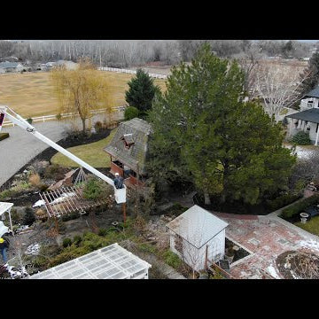 Removing Our Pine Trees!
