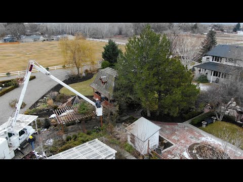 Removing Our Pine Trees!