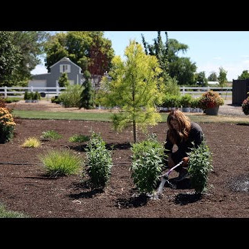 Planting 3 Varieties of Hyssop- the Perfect Perennial For Crummy Soil!