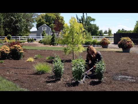 Planting 3 Varieties of Hyssop- the Perfect Perennial For Crummy Soil!