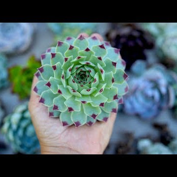 Leaf & Clay Succulent Unboxing