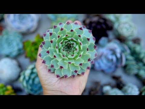 Leaf & Clay Succulent Unboxing