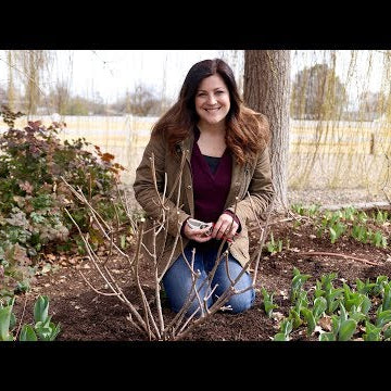 Pruning Panicle Hydrangeas