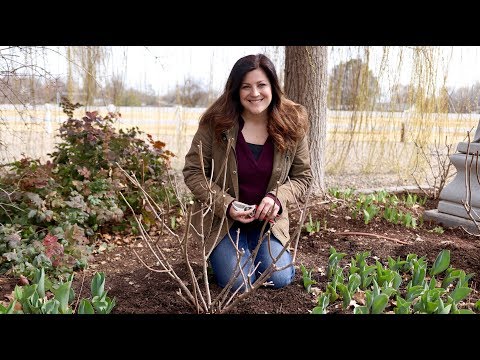 Pruning Panicle Hydrangeas