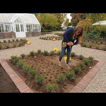 Replacing Boxwoods & Planting Trees and Bulbs!