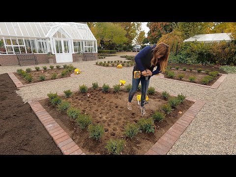 Replacing Boxwoods & Planting Trees and Bulbs!