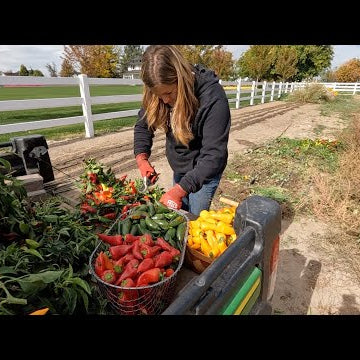 Last Pepper Harvest, Planting Arbs & More Kale for the Hartley!