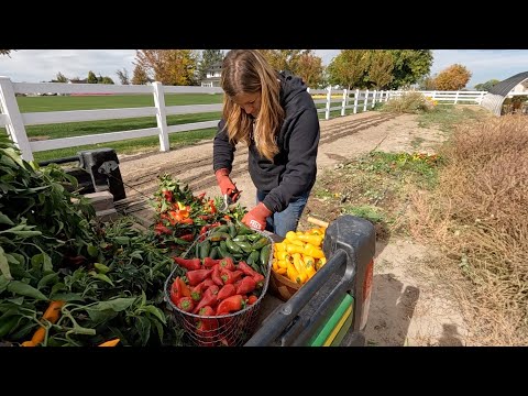 Last Pepper Harvest, Planting Arbs & More Kale for the Hartley!