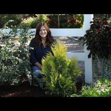 Planting a Fluffy Arborvitae