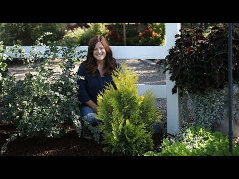 Planting a Fluffy Arborvitae
