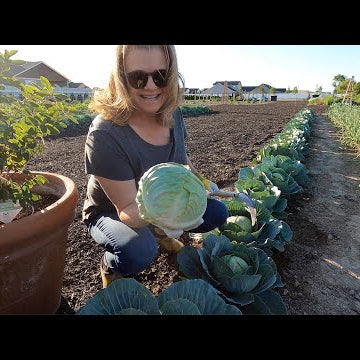 Harvesting & Giving Away Cabbage With My Mom!