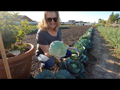 Harvesting & Giving Away Cabbage With My Mom!