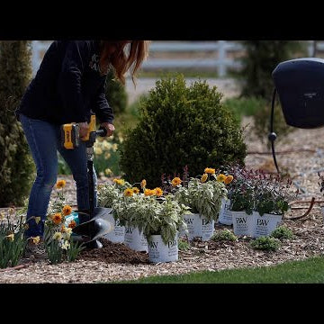 Two New Perennials for 2023: Heliopsis & Agastache!