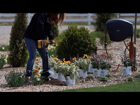 Two New Perennials for 2023: Heliopsis & Agastache!