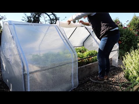 An Unimpressive Sweet Potato Harvest, Installing Some Harvest Extenders & Winterizing the Grass!