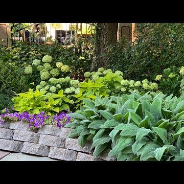 Planting Hydrangeas & Fixing a Broken Pipe!