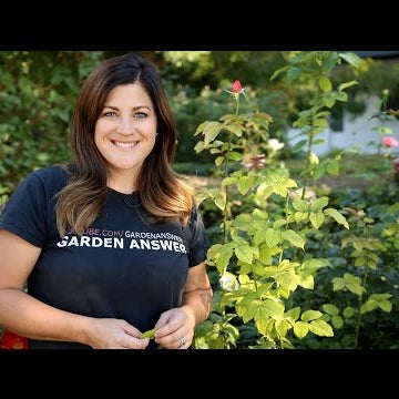 Chlorosis! How to Treat Yellowing Foliage