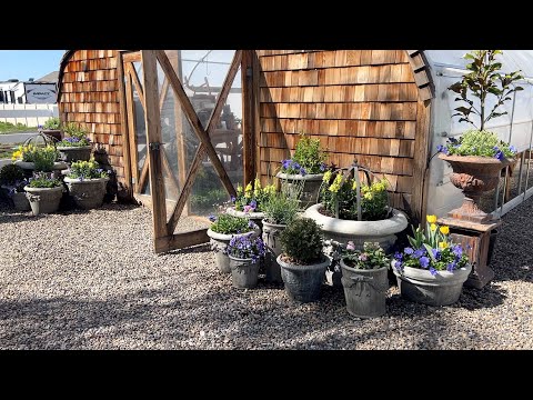 Refreshing Perennial Containers, Planting Raspyberries & the Greenhouse Pots!