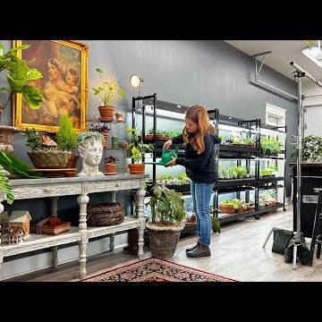 Organizing the Studio + Plant Tour!