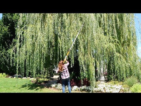 Flower Bed Refresh, Willow Pruning, & Still Planting Annuals!