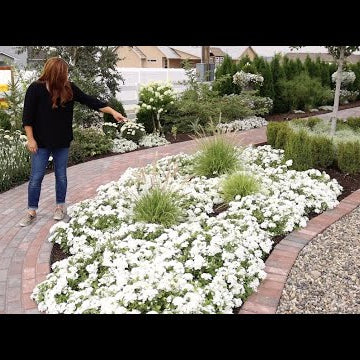 Tour of Our West Side Moon Garden