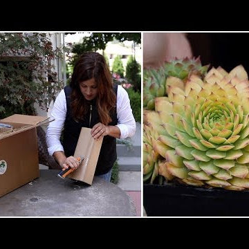 Plant Unboxing!!!
