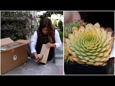 Plant Unboxing!!!