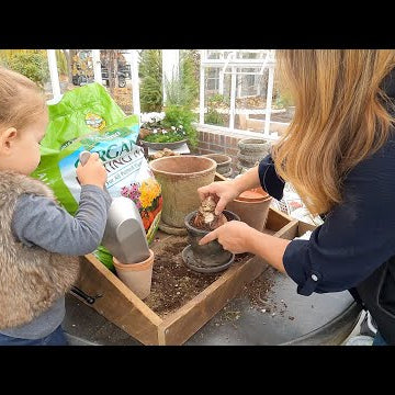 Planting Amaryllis, Paul Built Custom Root Cellar Shelves + Frost Free Water in the Greenhouse!