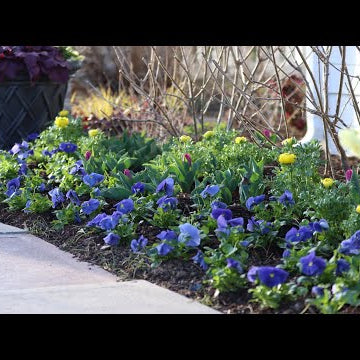 I Went Kind of Crazy With Pansies!