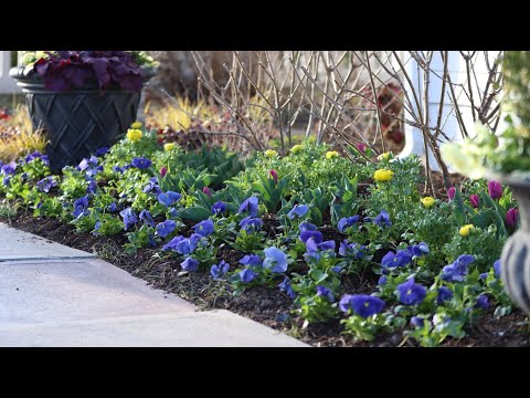 I Went Kind of Crazy With Pansies!