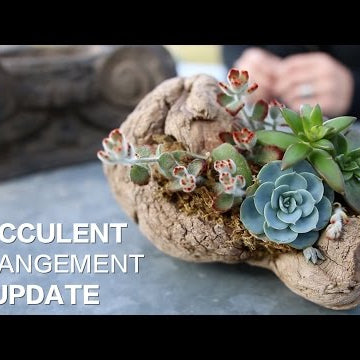 Driftwood Succulent Arrangement UPDATE!